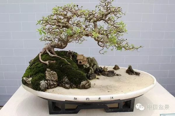 林家辉谈盆景赛事弊端