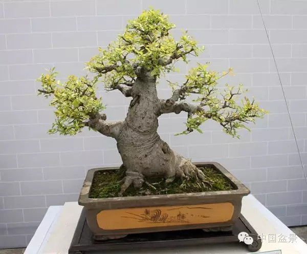 林家辉谈盆景赛事弊端