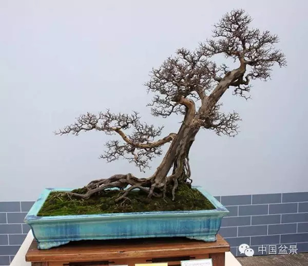 林家辉谈盆景赛事弊端