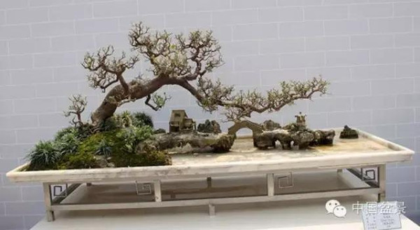 林家辉谈盆景赛事弊端