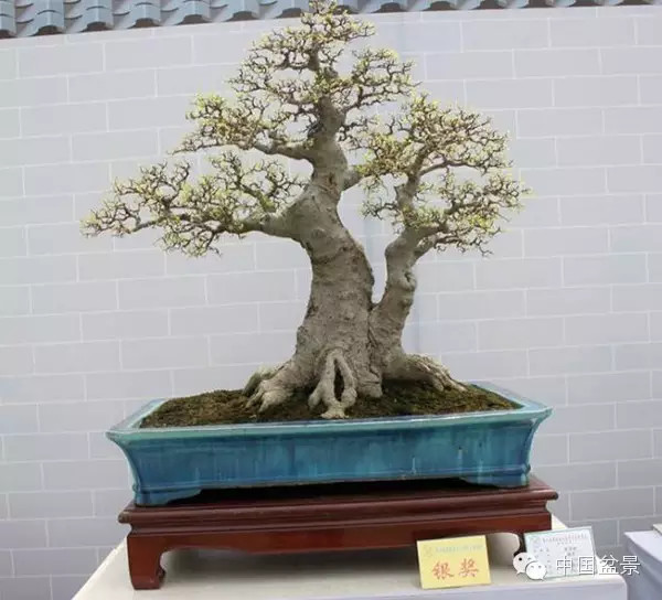 林家辉谈盆景赛事弊端