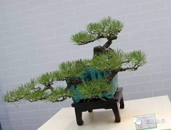 林家辉谈盆景赛事弊端