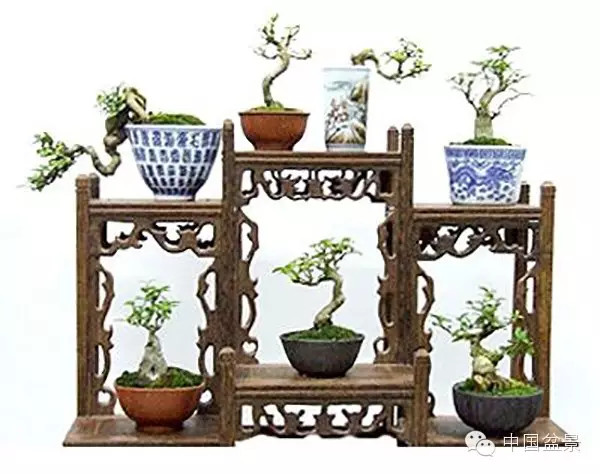 林家辉谈盆景赛事弊端