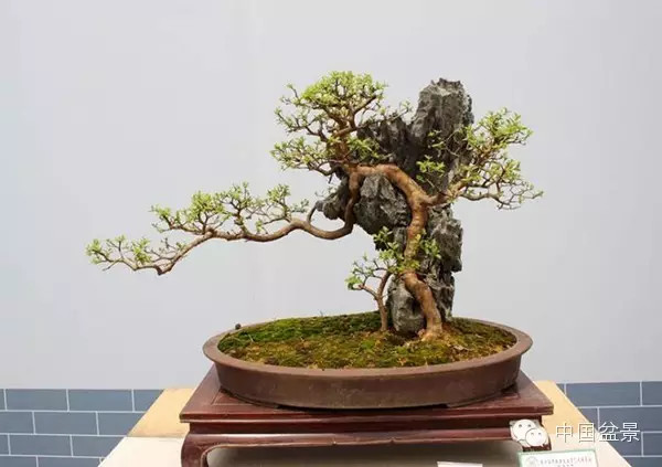 林家辉谈盆景赛事弊端