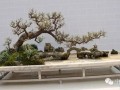 林家辉谈盆景赛事弊端