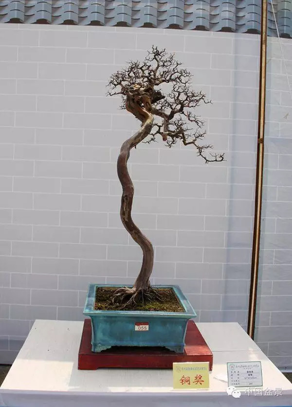 林家辉谈盆景赛事弊端