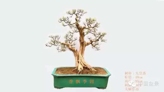盆景怎么题名的方法