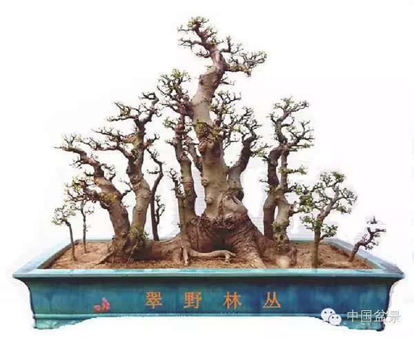 盆景怎么题名的方法