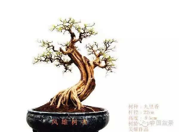 盆景怎么题名的方法