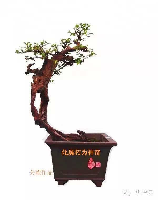 盆景怎么题名的方法