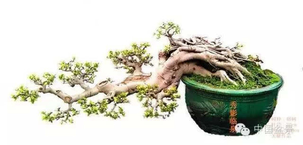 盆景怎么题名的方法