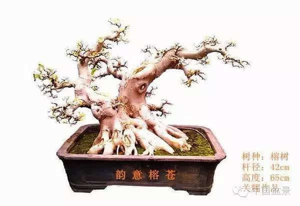 盆景怎么题名的方法