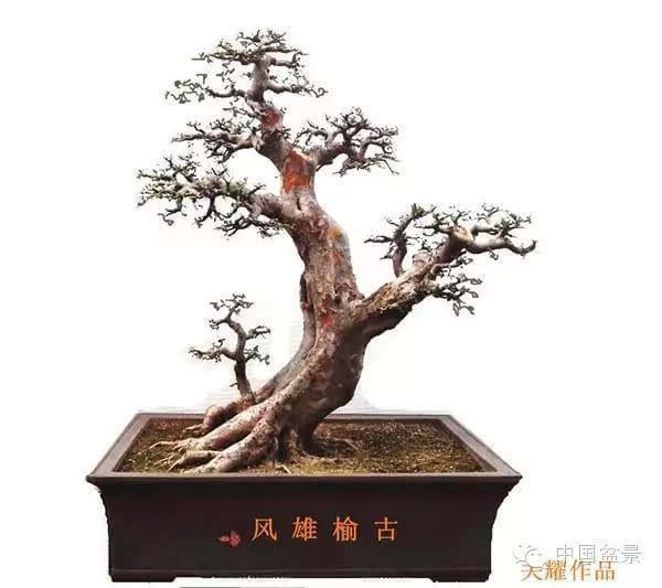 盆景怎么题名的方法