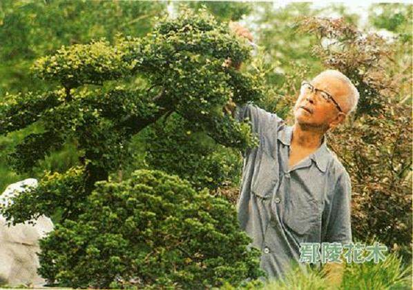 盆景大师朱子安先生