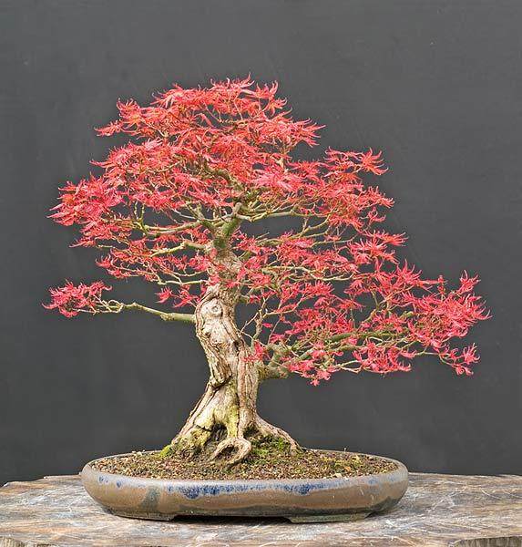 台湾盆景大师郑诚恭来常州传艺