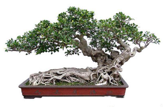 中国盆景大师刘传刚将携盆景作品