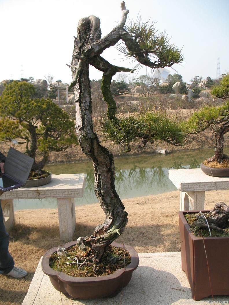 大树园盆景大师