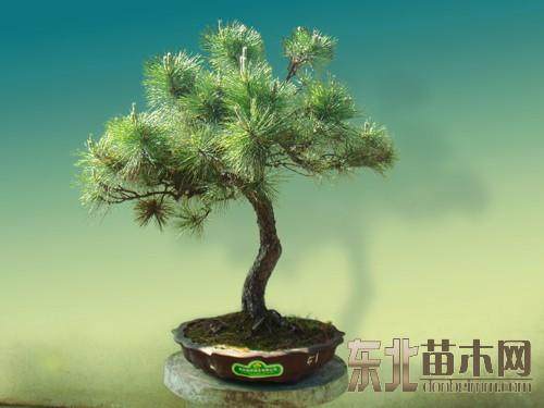 盆景苗木网APP为广大盆景爱好者发布供求信息