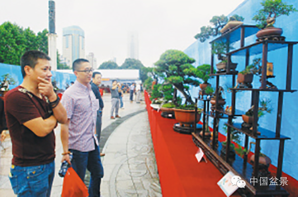 2015年度绍兴盆景展掠影