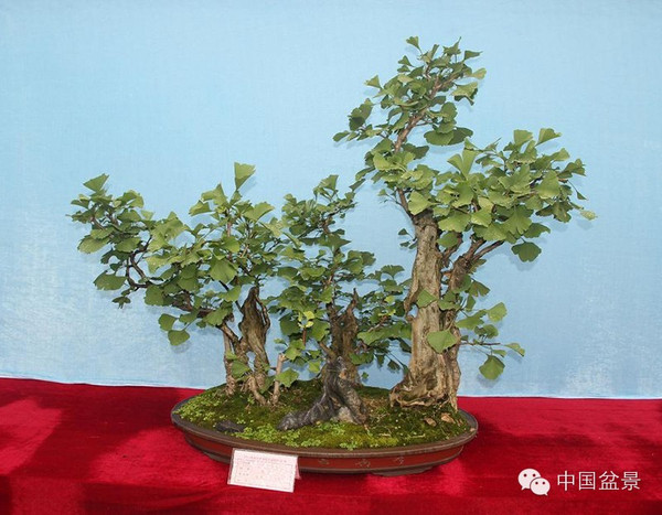 2015年度绍兴盆景展掠影