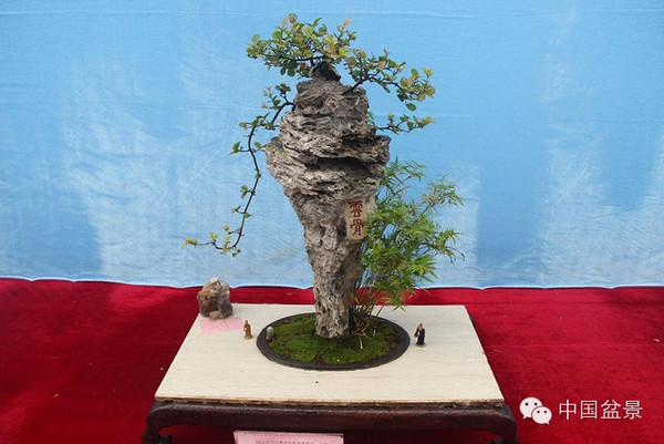 2015年度绍兴盆景展掠影