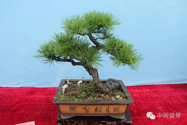 2015年度绍兴盆景展掠影