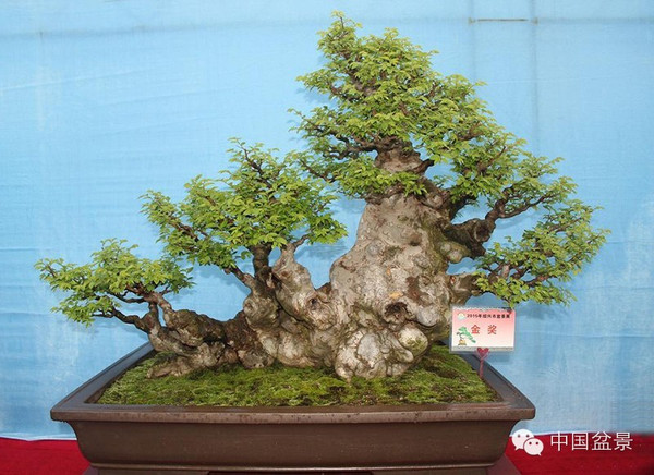 2015年度绍兴盆景展掠影