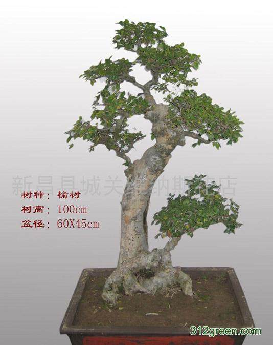 绍兴市区主干道 鲜花组合迎国庆