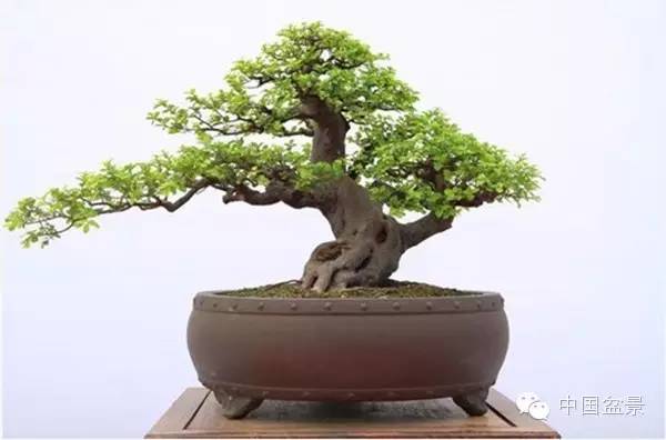 陈国世盆景作品赏析
