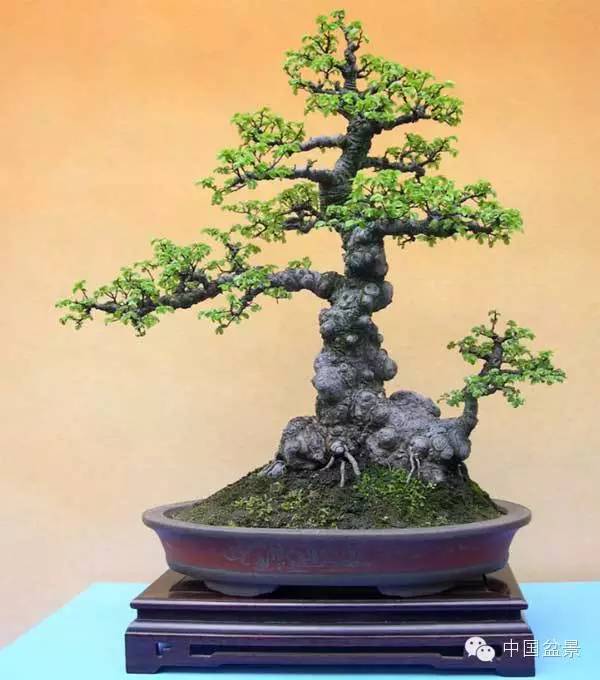 陈国世盆景作品赏析