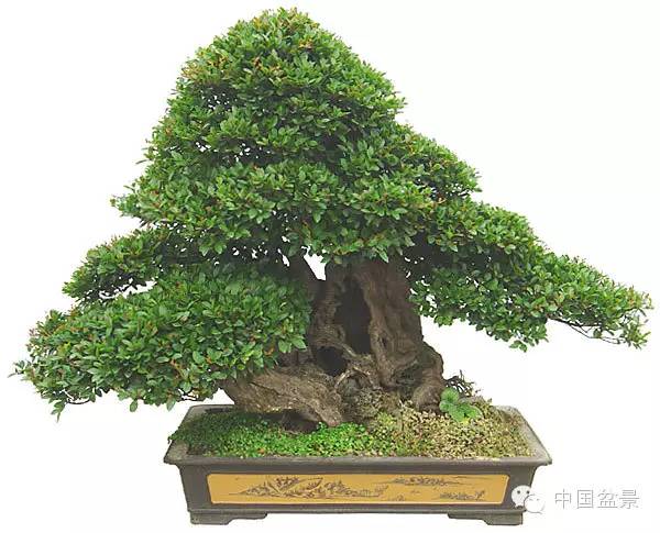 陈国世盆景作品赏析