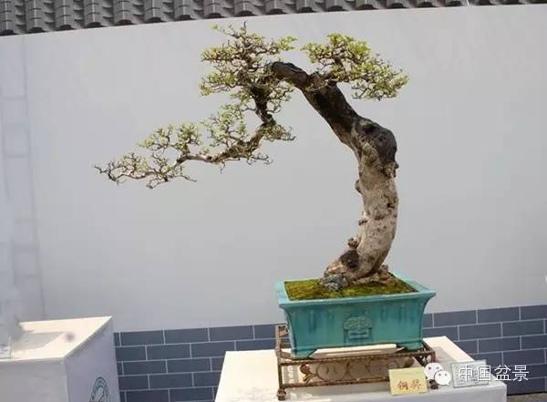 影响盆景创作的十种倾向