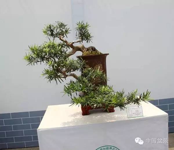 影响盆景创作的十种倾向