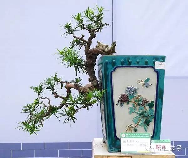 影响盆景创作的十种倾向