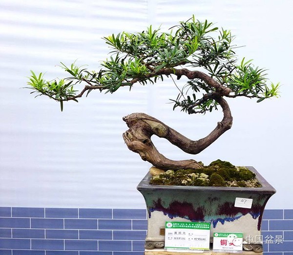 影响盆景创作的十种倾向