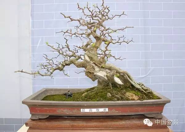 影响盆景创作的十种倾向