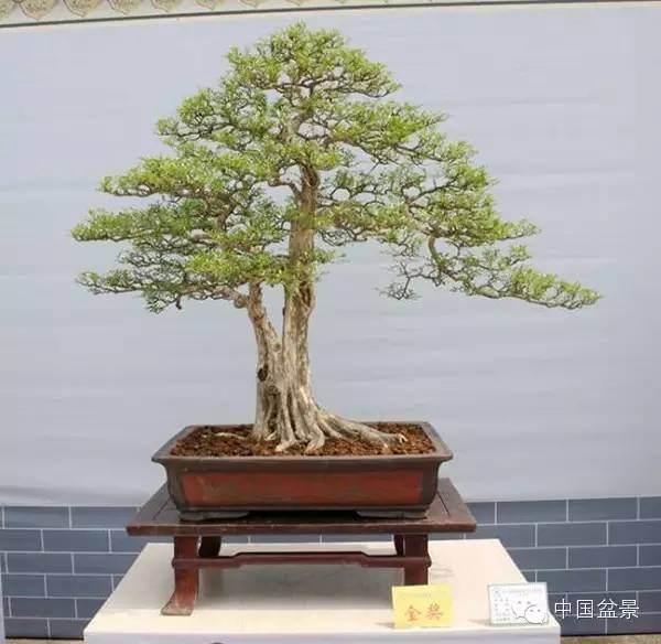 影响盆景创作的十种倾向