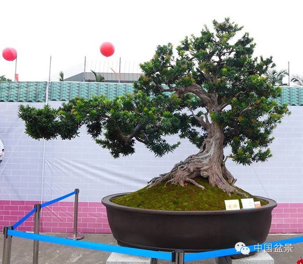 影响盆景创作的十种倾向