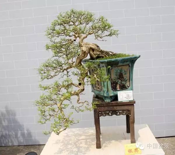 影响盆景创作的十种倾向