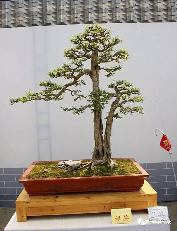 影响盆景创作的十种倾向