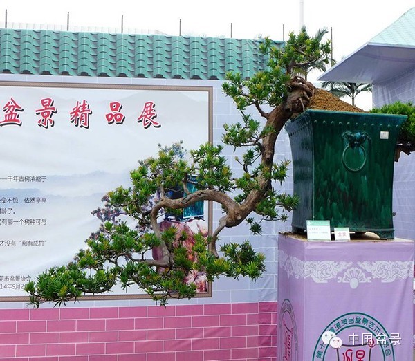 影响盆景创作的十种倾向