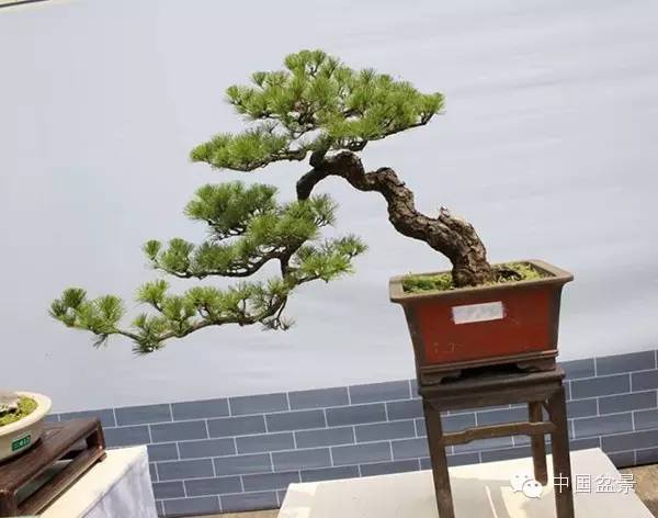 影响盆景创作的十种倾向