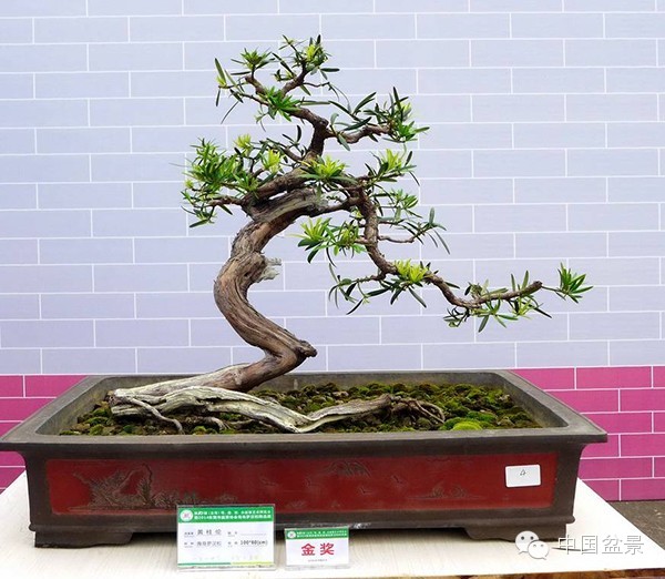 影响盆景创作的十种倾向