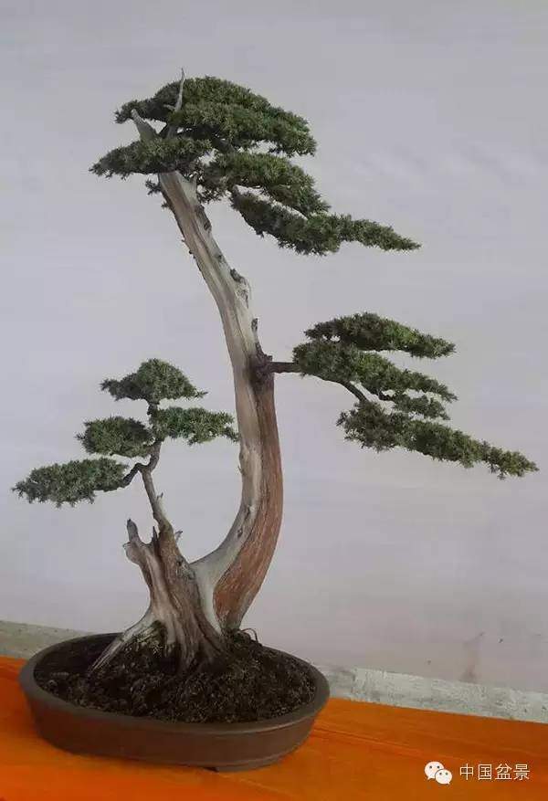 商州盆景展部分作品欣赏