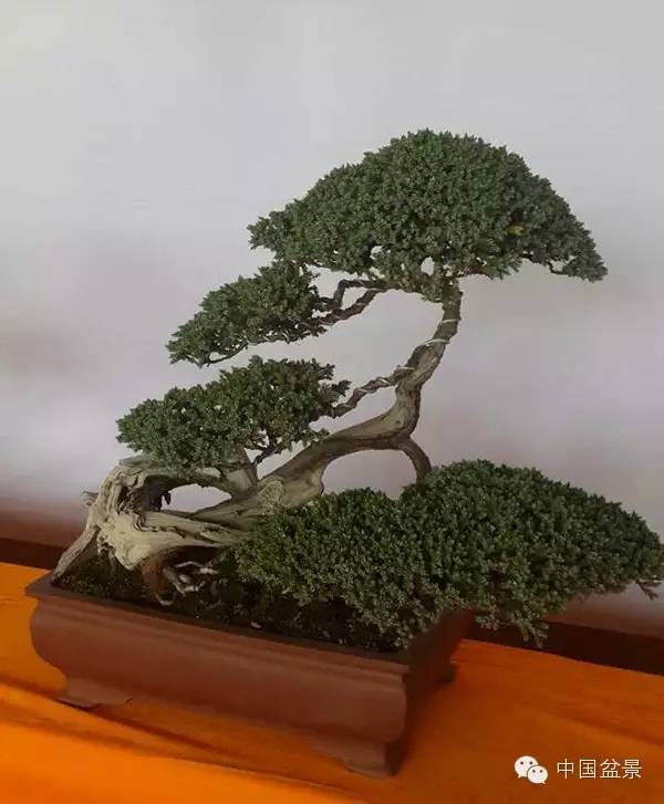 商州盆景展部分作品欣赏