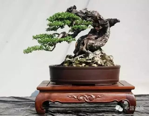 商州盆景展部分作品欣赏