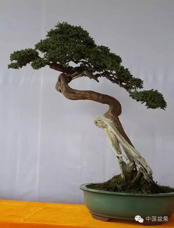 商州盆景展部分作品欣赏