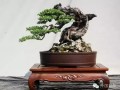 商州盆景展部分作品欣赏