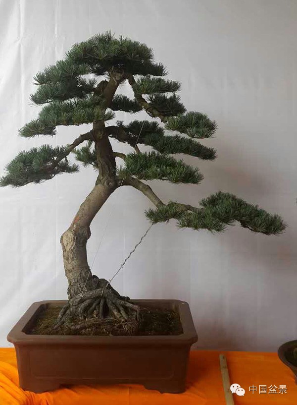 商州盆景展部分作品欣赏