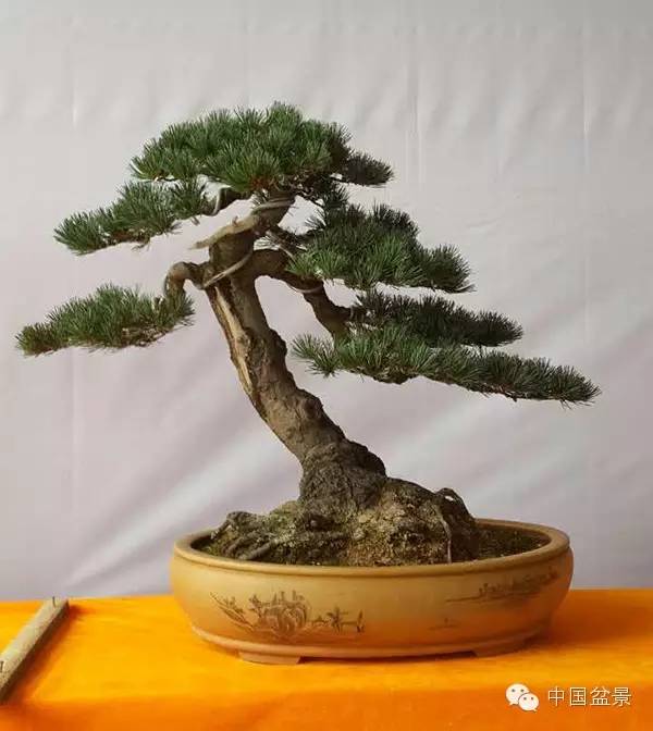 商州盆景展部分作品欣赏